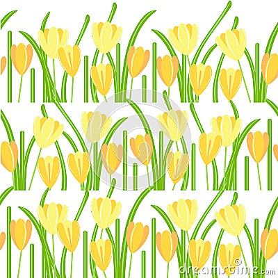 Crocus seamless background. Yellow spring flowers, green leaves on white background Vector Illustration